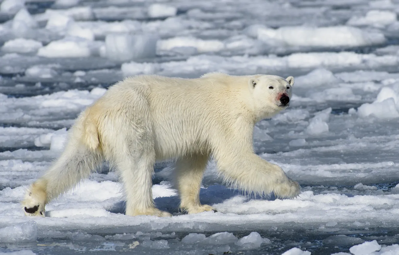 Photo wallpaper ice, polar bear, oskoui, Umka, Nanuk