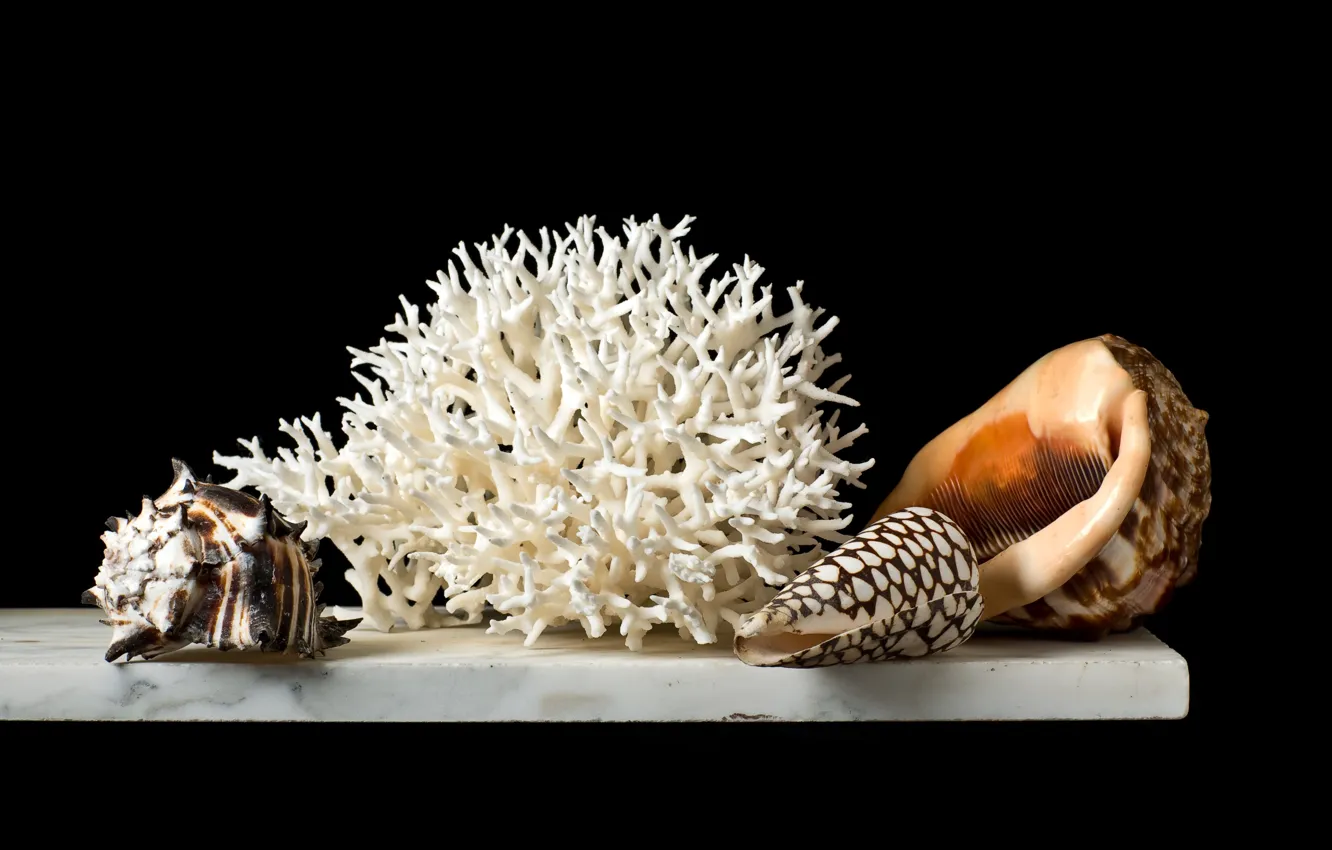 Photo wallpaper corals, shell, still life
