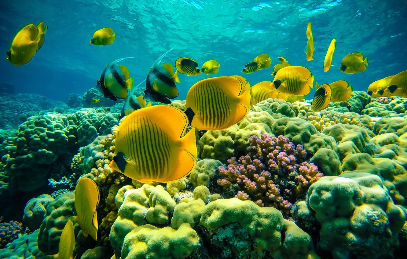 Photo wallpaper sea, water, fish, yellow, fish, underwater world, Exotic