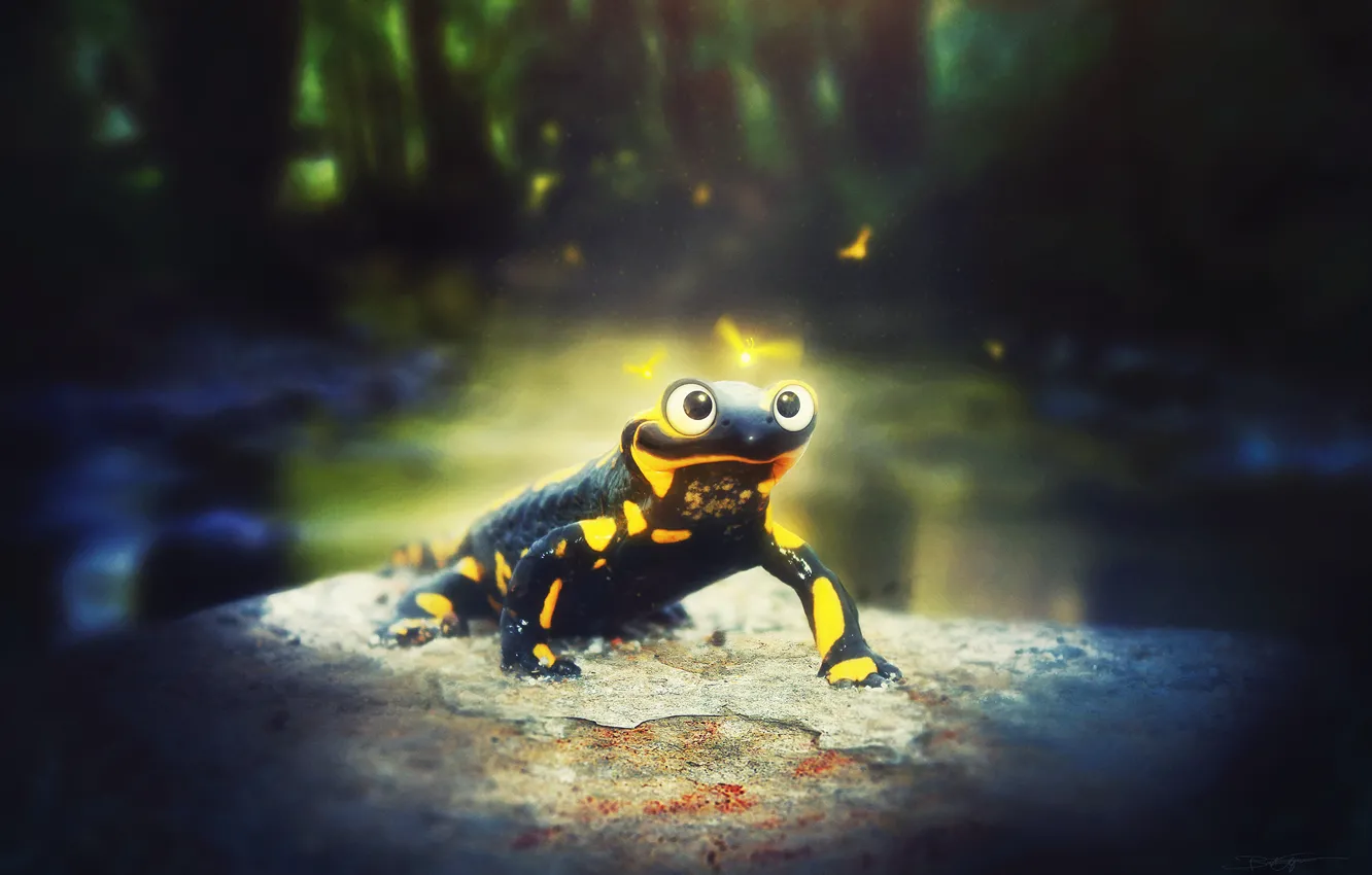 Photo wallpaper forest, light, stones, Salamanders