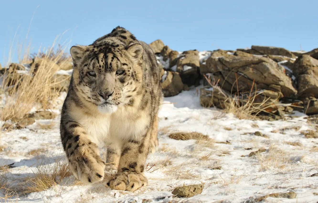 Photo wallpaper cat, snow, nature, stones, IRBIS, snow leopard