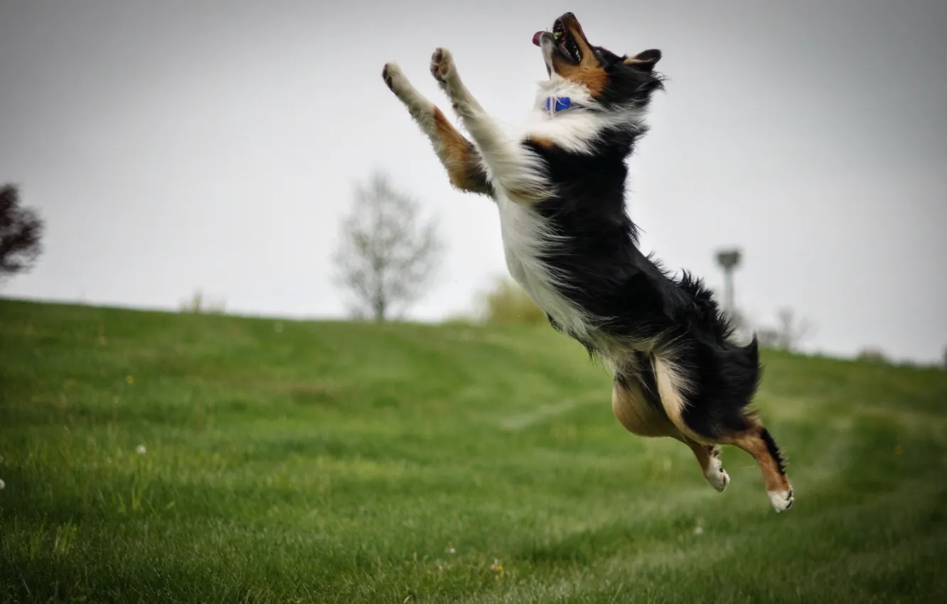 Photo wallpaper background, jump, dog