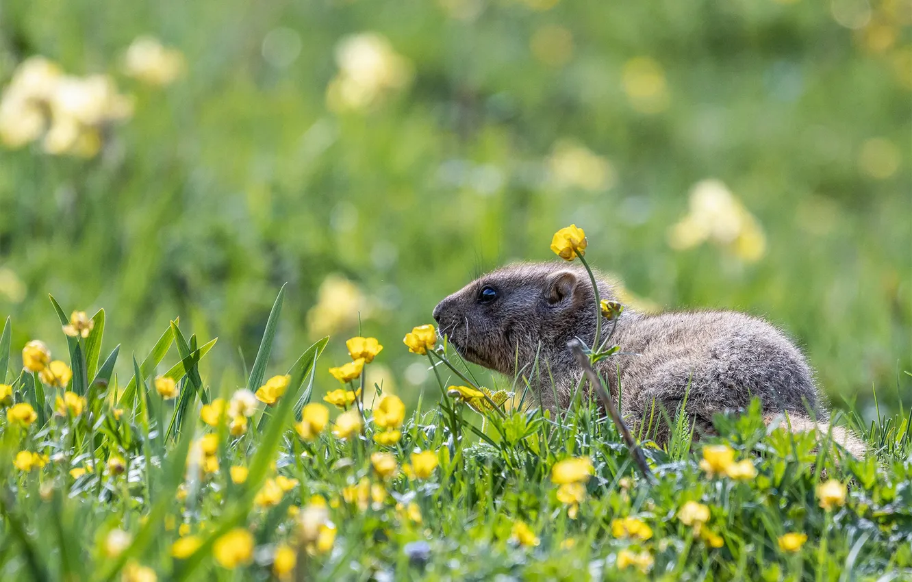 Photo wallpaper greens, field, grass, flowers, glade, cub, gopher, marmot
