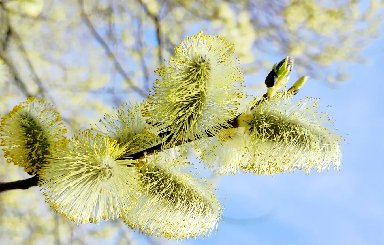 Photo wallpaper trees, flowers, nature, spring, Verba