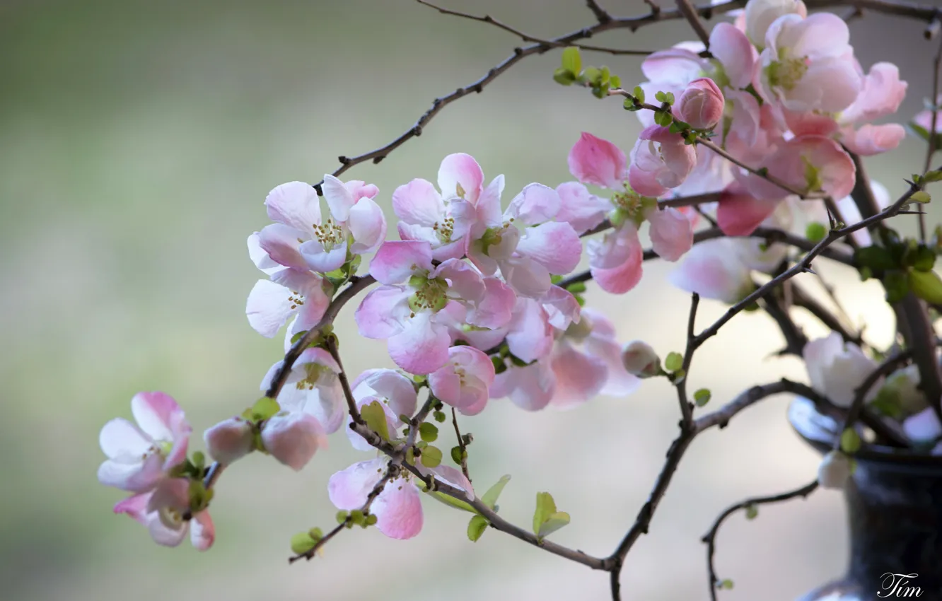 Photo wallpaper branches, spring, flowering