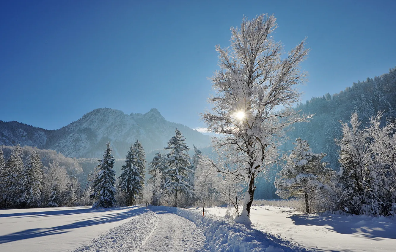 Photo wallpaper winter, snow, trees, nature