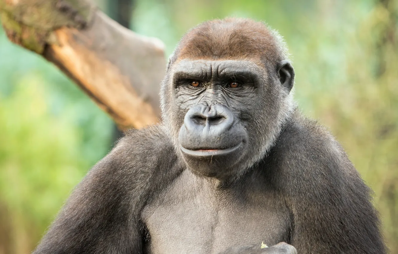 Photo wallpaper look, nature, monkey