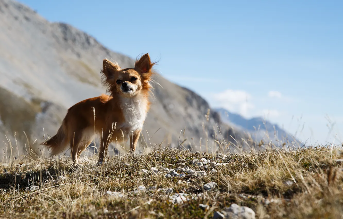 Photo wallpaper summer, look, each, dog