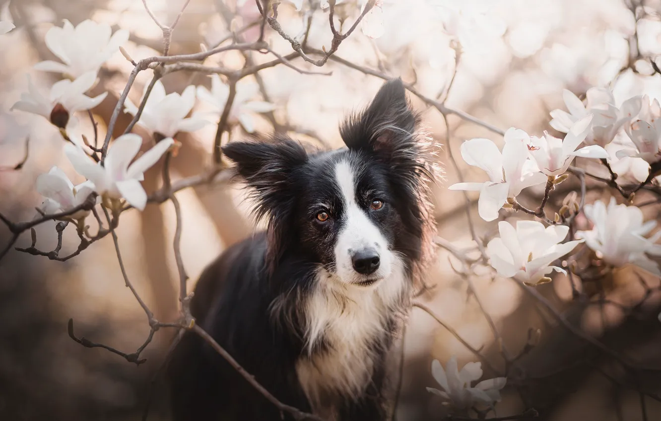 Photo wallpaper look, face, branches, dog, flowering, flowers, Magnolia, The border collie
