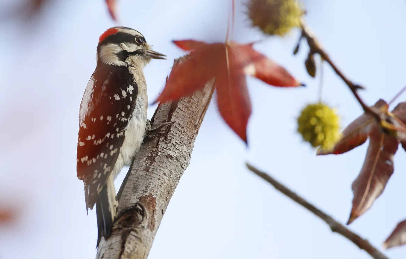 Photo wallpaper tree, bird, feathers, woodpecker, tail