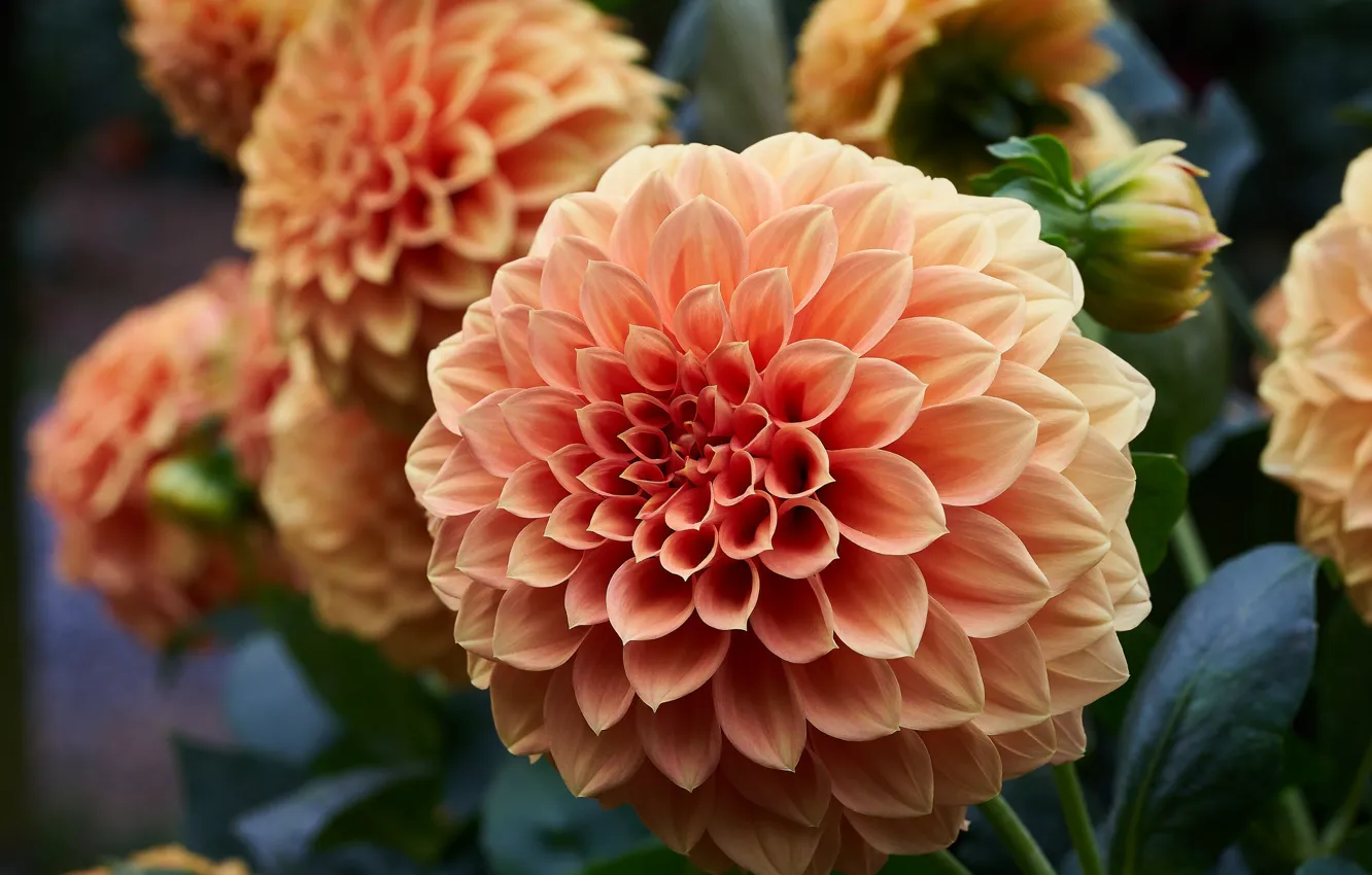 Photo wallpaper macro, round, dahlias