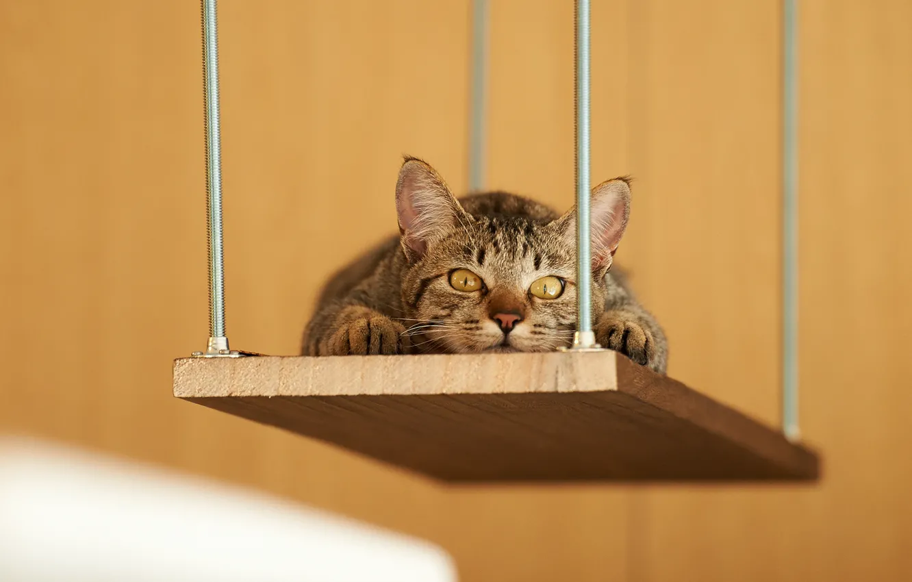 Photo wallpaper cat, stay, shelf, Kote, lying