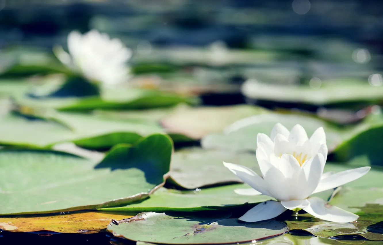 Photo wallpaper leaves, flowers, pond, Lily, white, water Lily