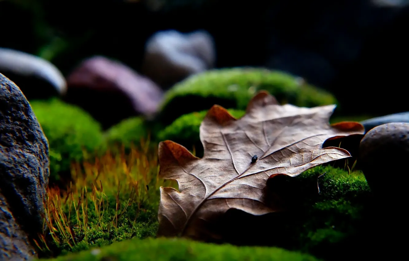 Photo wallpaper stones, leaf, moss