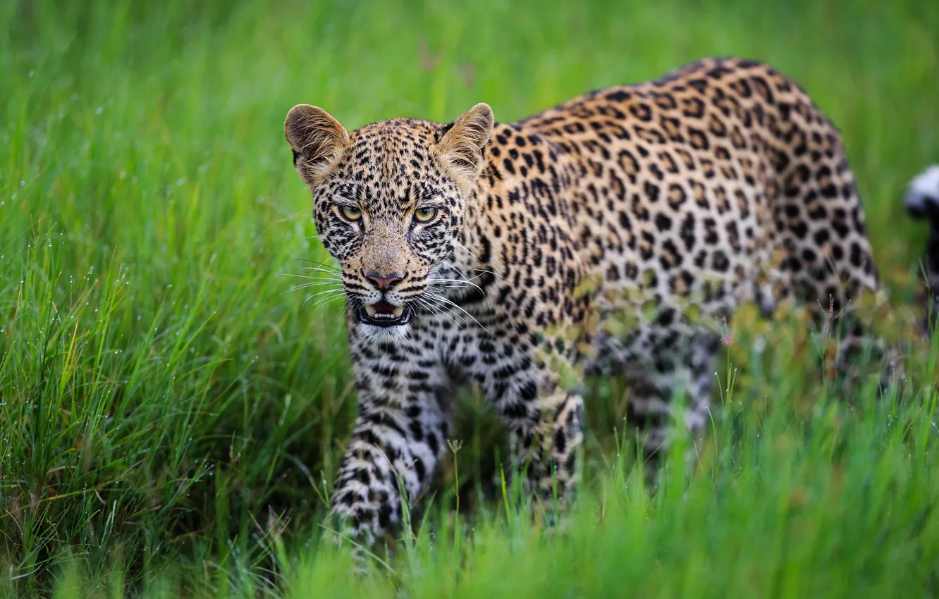 Photo wallpaper grass, leopard, wild cat