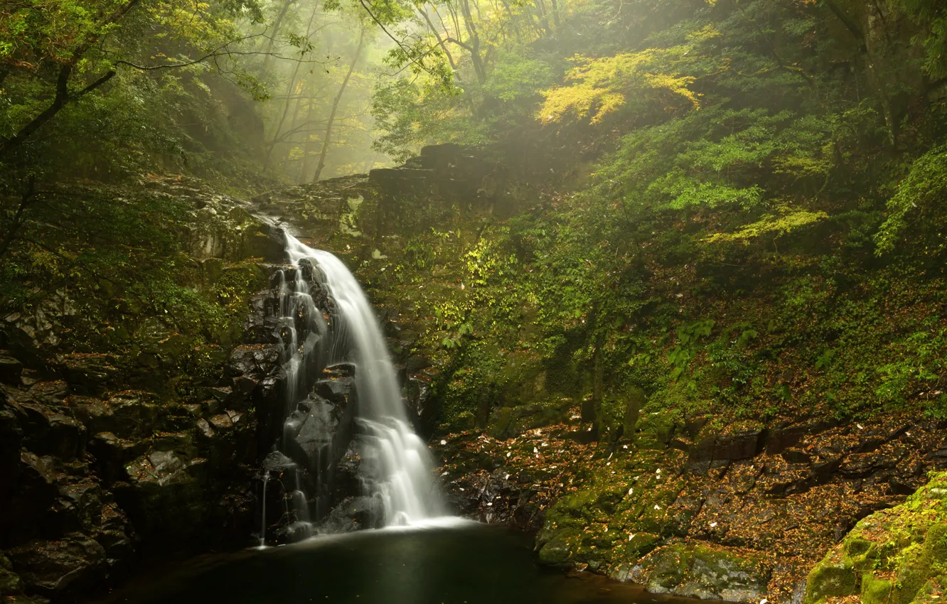 Photo wallpaper forest, leaves, trees, fog, stones, waterfall, moss