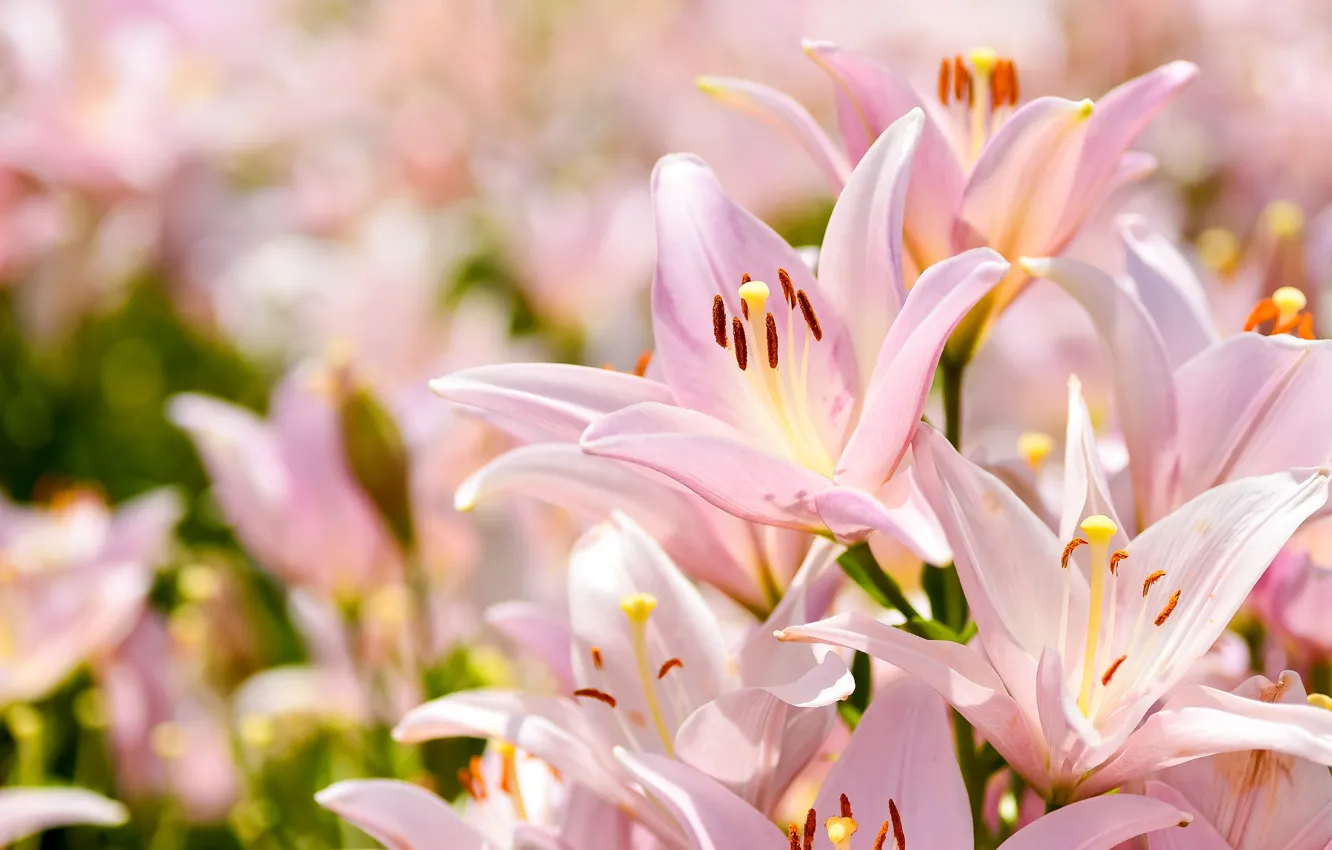 Photo wallpaper light, flowers, background, Lily, petals, garden, gentle, pink