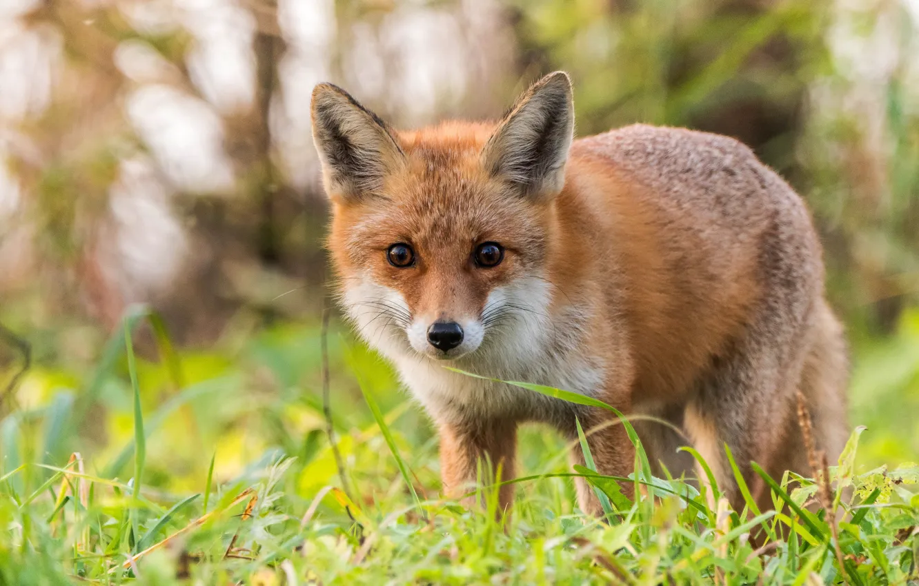 Photo wallpaper grass, look, nature, pose, glade, red, Fox, face