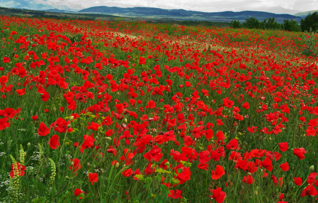 Photo wallpaper summer, flowers, red, hills, Maki, dal, meadow, poppy field