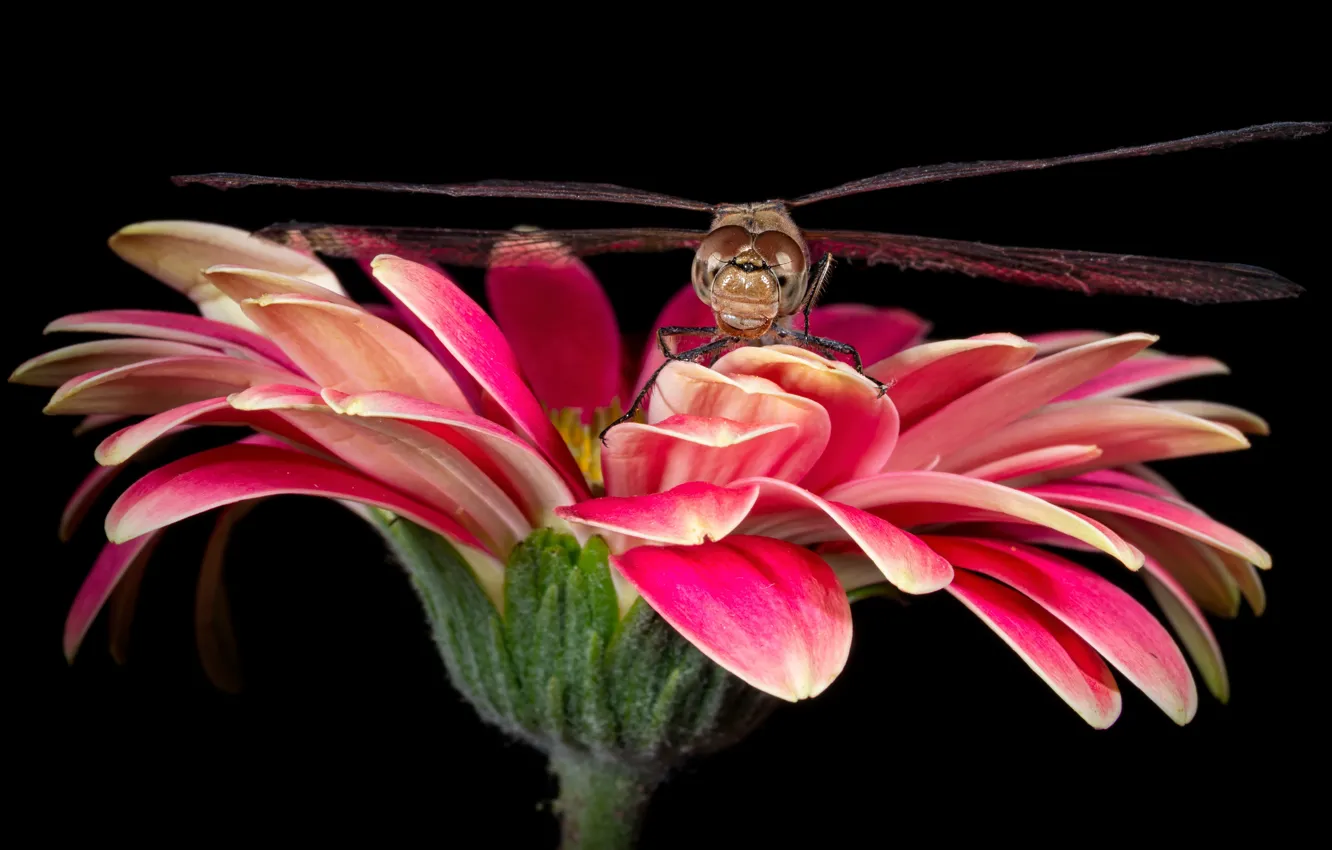 Photo wallpaper flower, look, macro, pink, dragonfly, petals, insect, black background