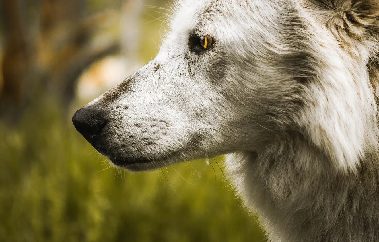 Photo wallpaper Predator, nature, animal, wolf, wildlife, portrait, portrait., Canis lupus. face