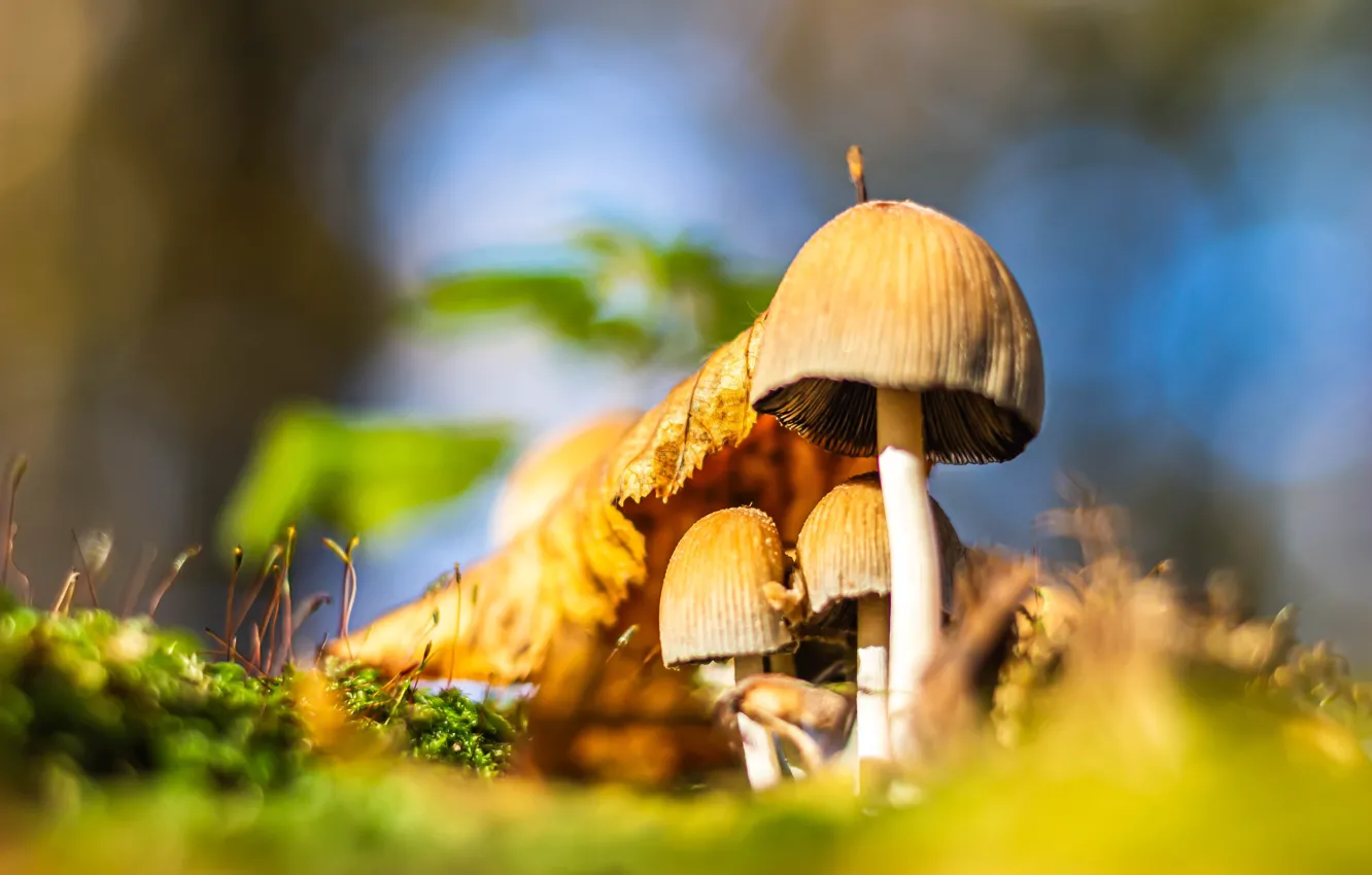 Photo wallpaper autumn, light, nature, foliage, mushrooms, leaf, blur, bokeh