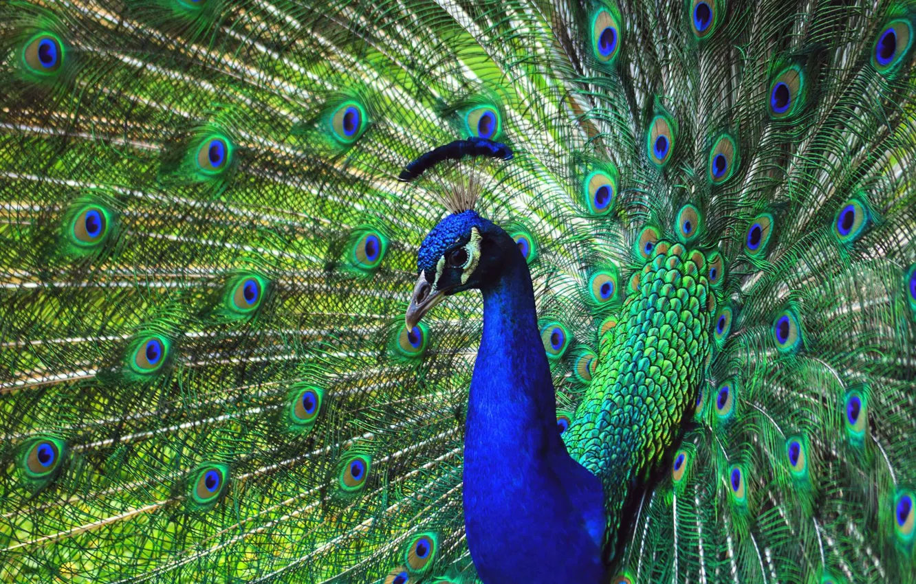 Photo wallpaper look, blue, nature, green, bird, feathers, fan, tail