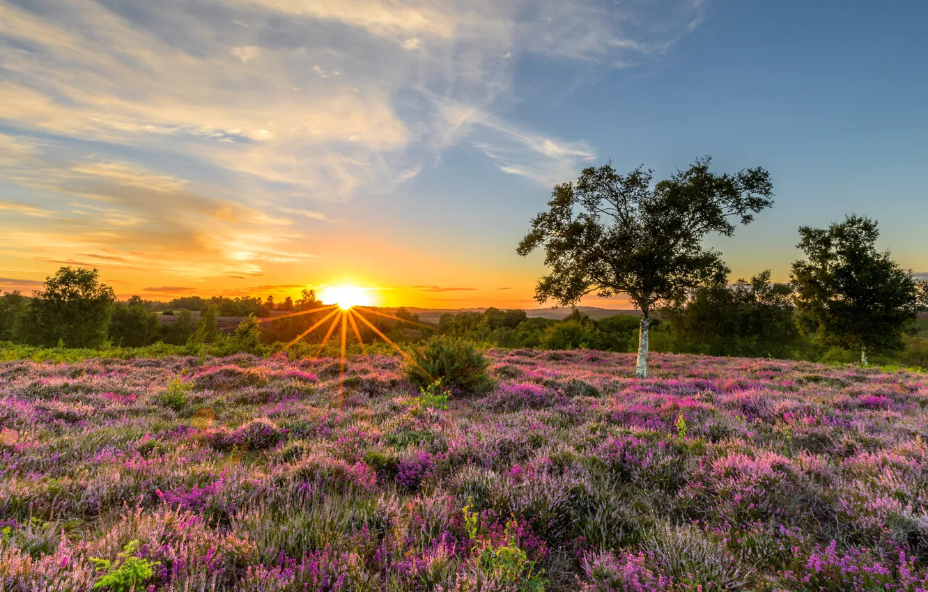 Photo wallpaper flowers, the sun, rays, trees, field, dawn, Heather