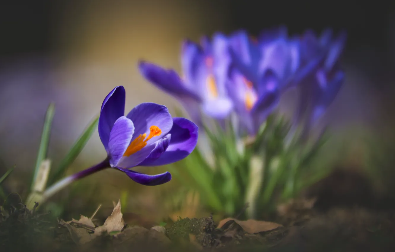 Photo wallpaper macro, nature, spring, crocuses, primroses