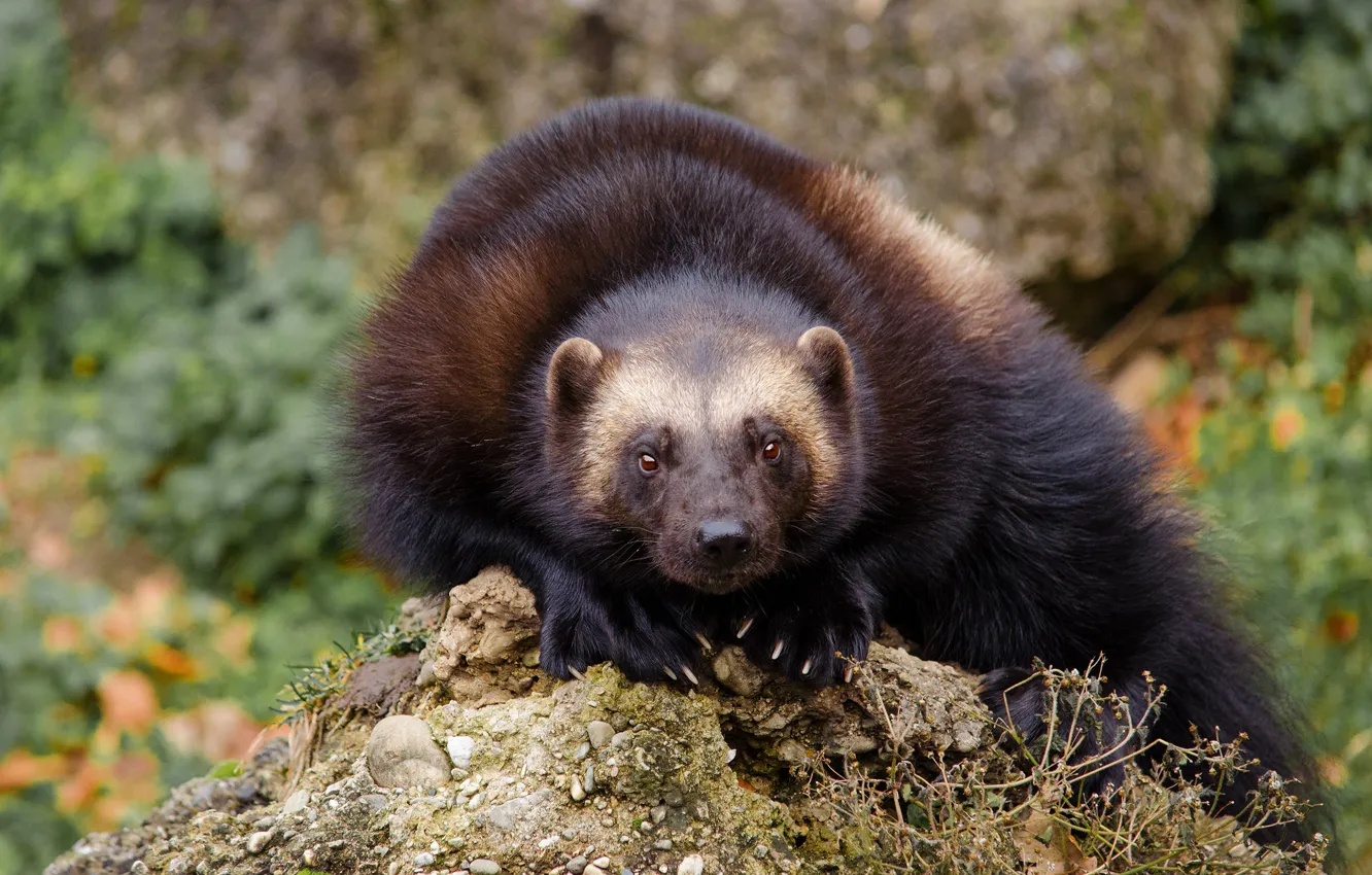 Photo wallpaper look, face, background, Wolverine, beast, sitting, wildlife, hill