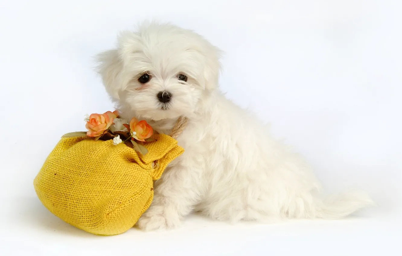 Photo wallpaper flowers, dog, puppy, pouch