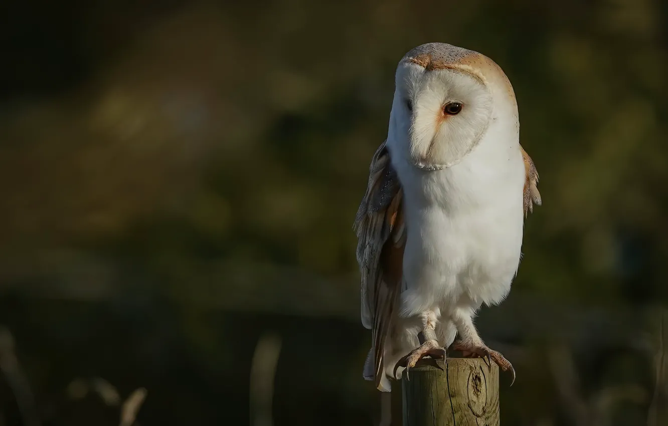 Photo wallpaper background, owl, bird, the barn owl
