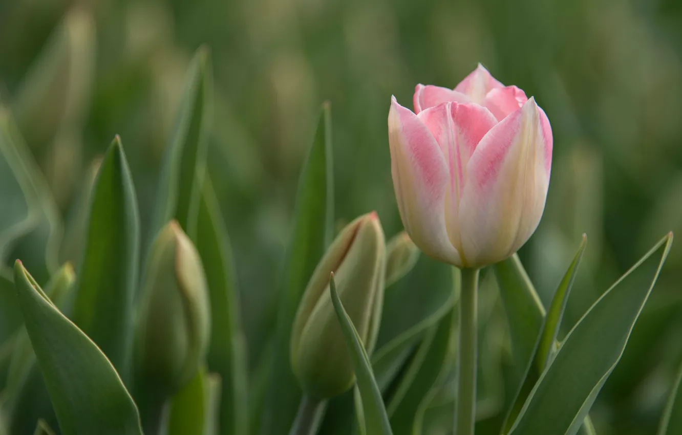 Photo wallpaper leaves, tulips, pink, buds, bokeh