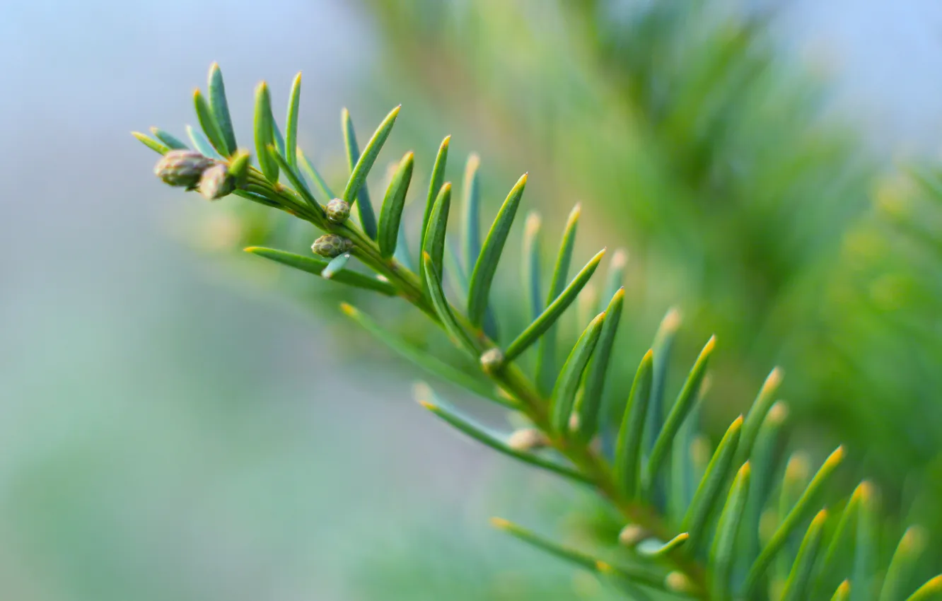 Photo wallpaper green, spruce, twig