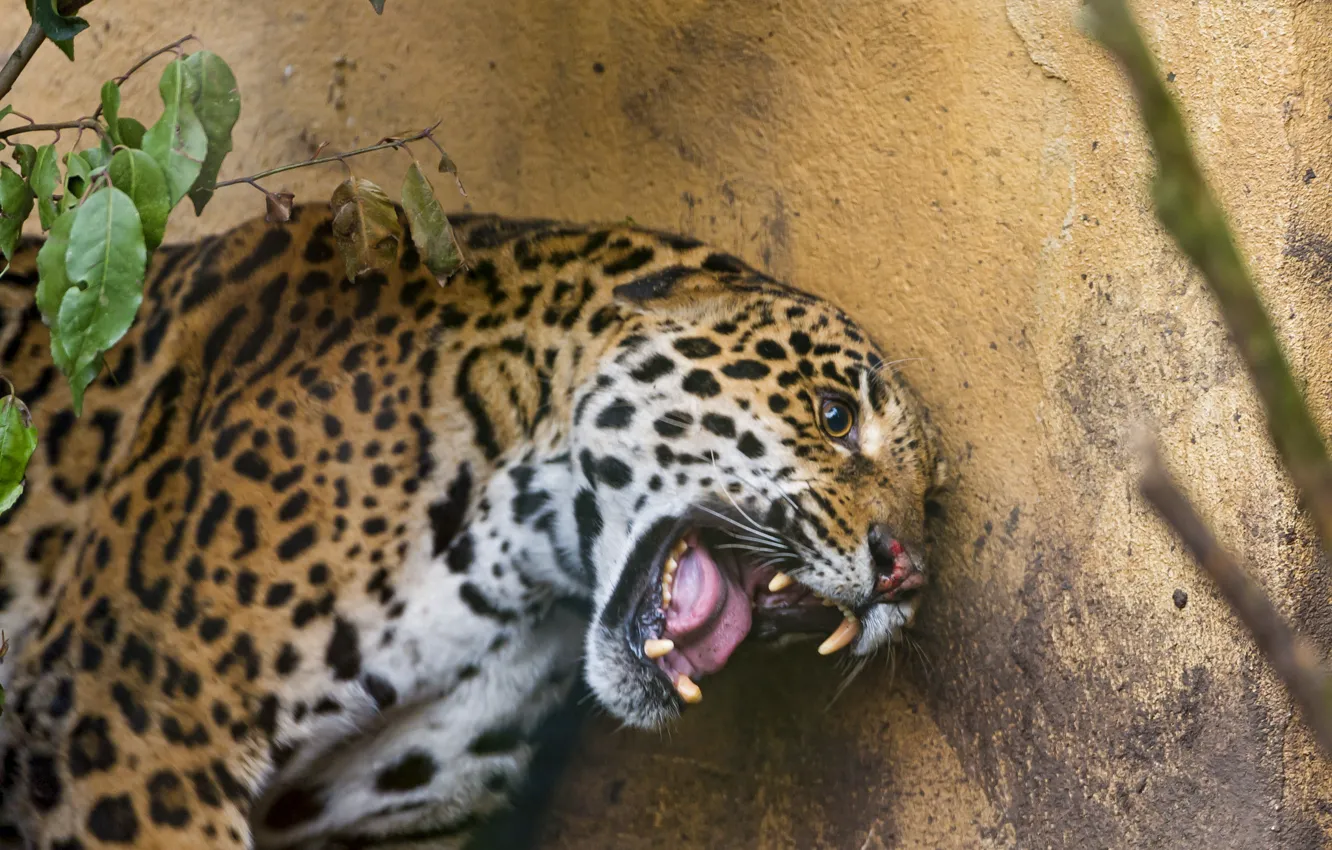 Photo wallpaper cat, mouth, fangs, Jaguar, ©Tambako The Jaguar