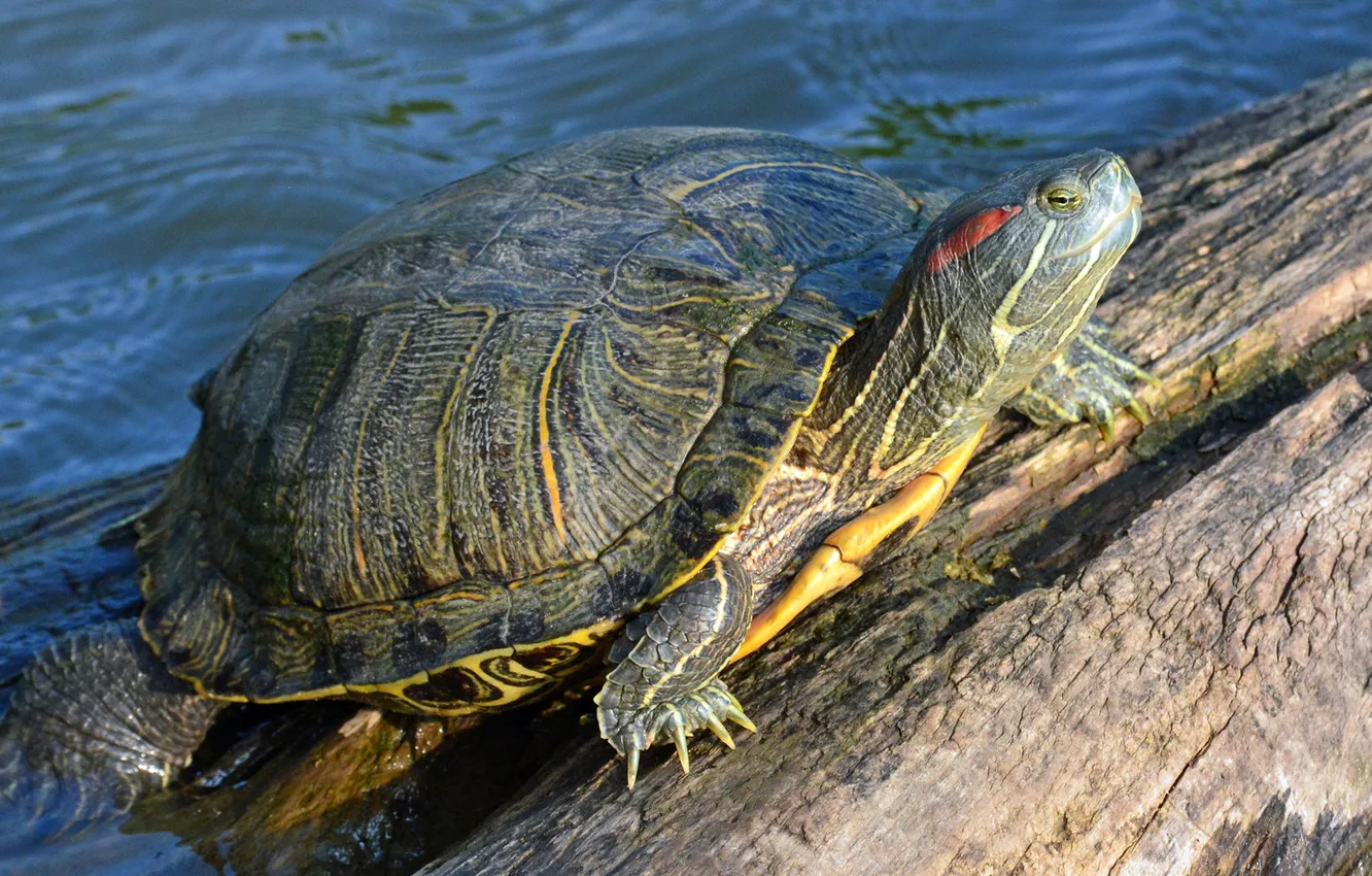 Photo wallpaper water, stones, turtle, shell