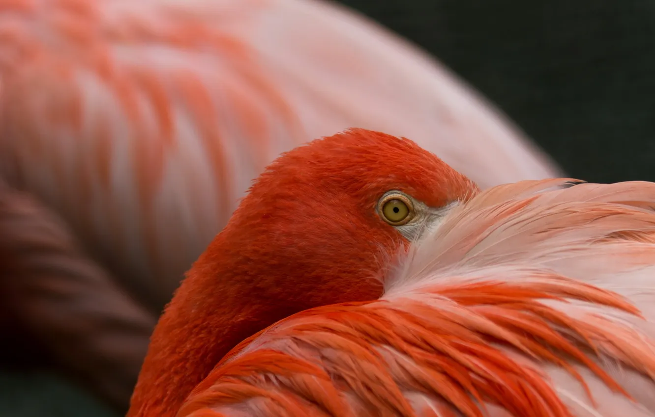 Photo wallpaper eyes, macro, bird, Flamingo