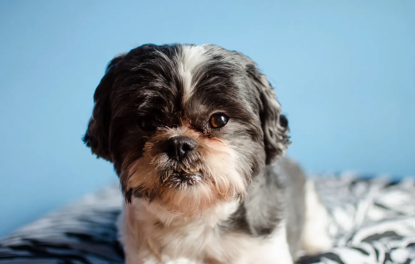 Photo wallpaper look, home, dog