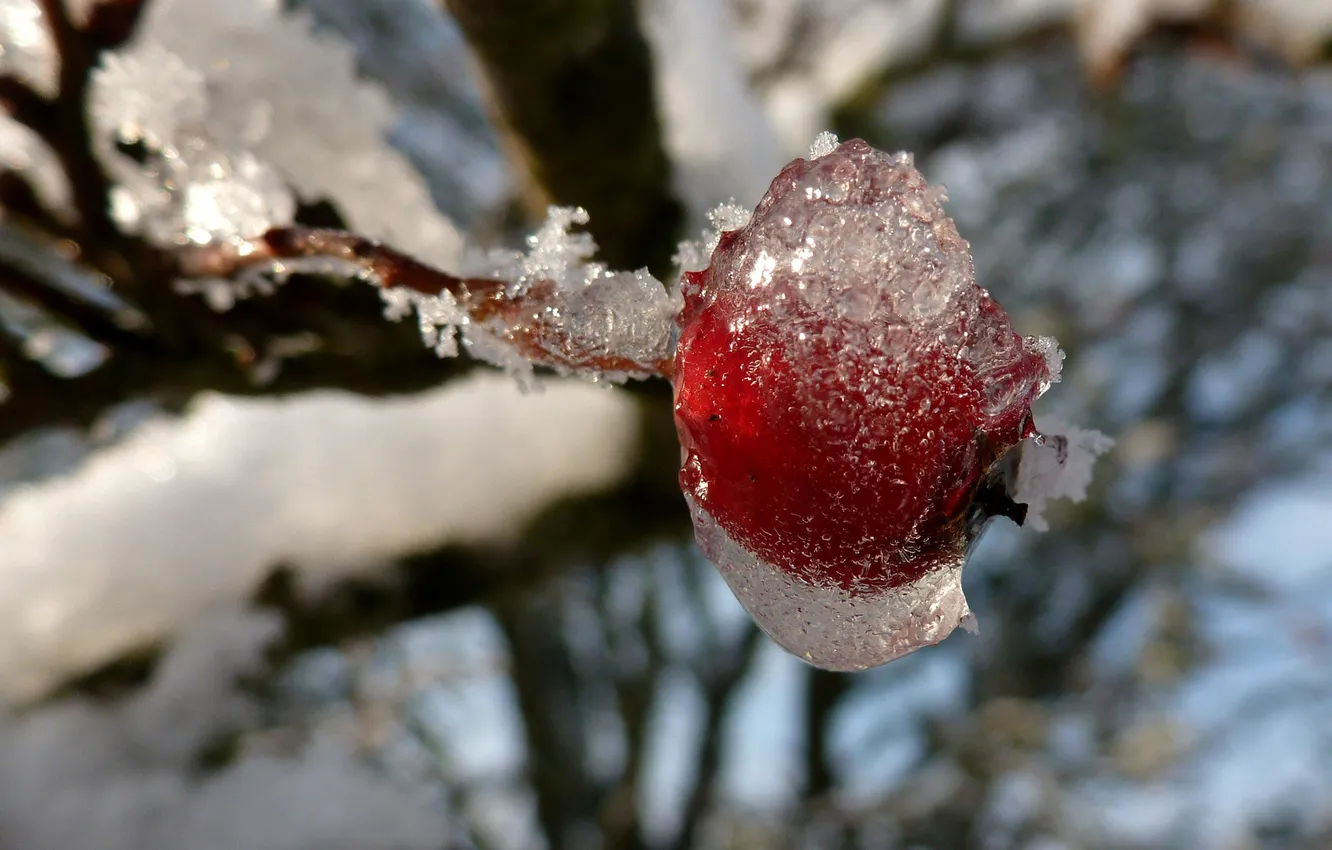 Photo wallpaper cold, ice, winter, frost, branches, red, berries, berry
