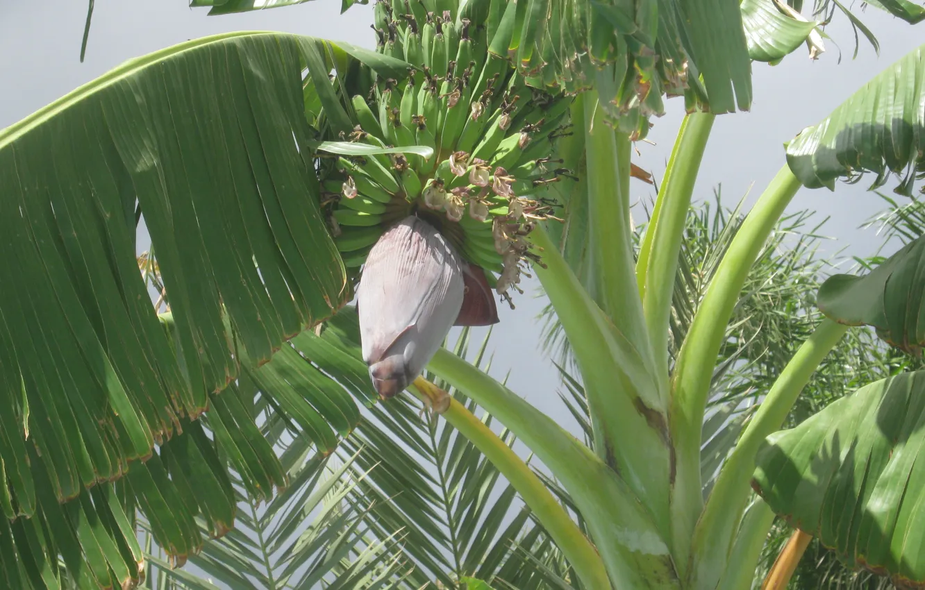 Photo wallpaper greens, leaves, fruit, bananas, exotic, flower and ovary of banana, banana palm tree