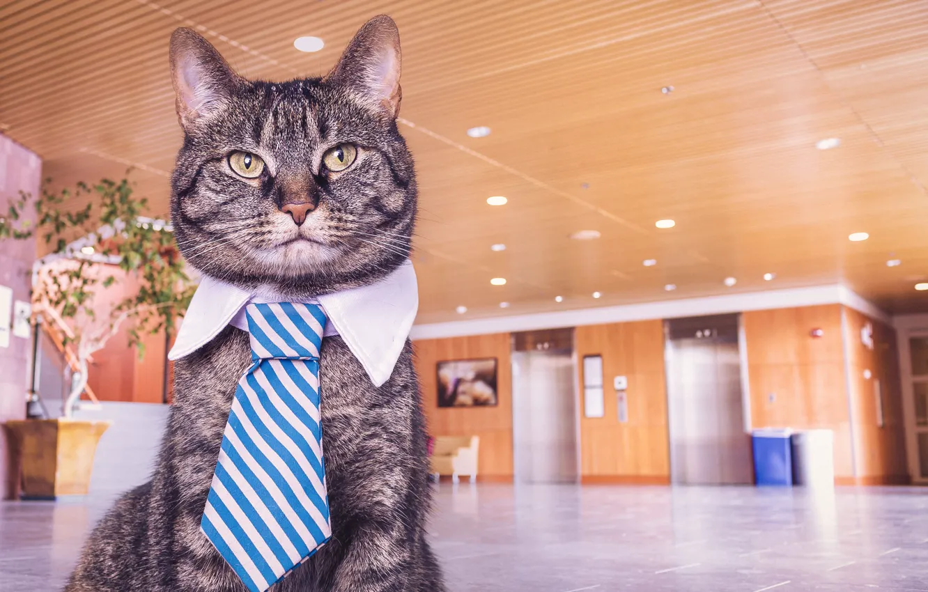 Photo wallpaper cat, cat, cat face, cat in a tie