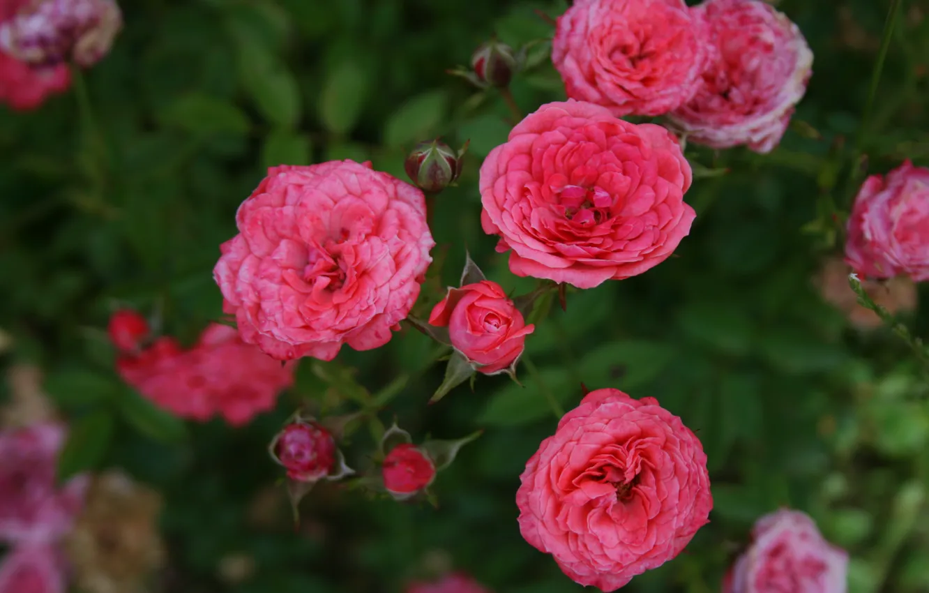 Photo wallpaper flowers, pink, roses, small