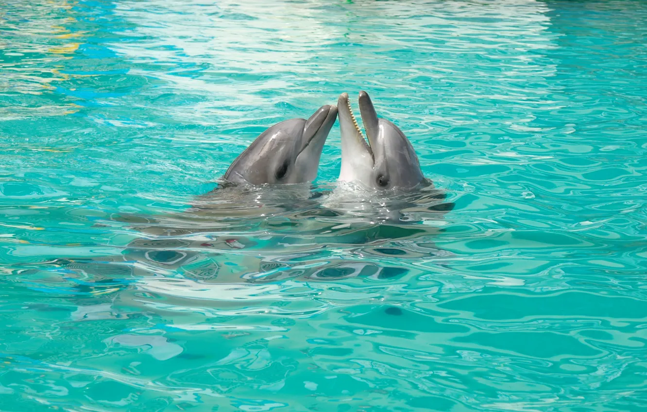 Photo wallpaper Love, The game, Pair, Dolphins