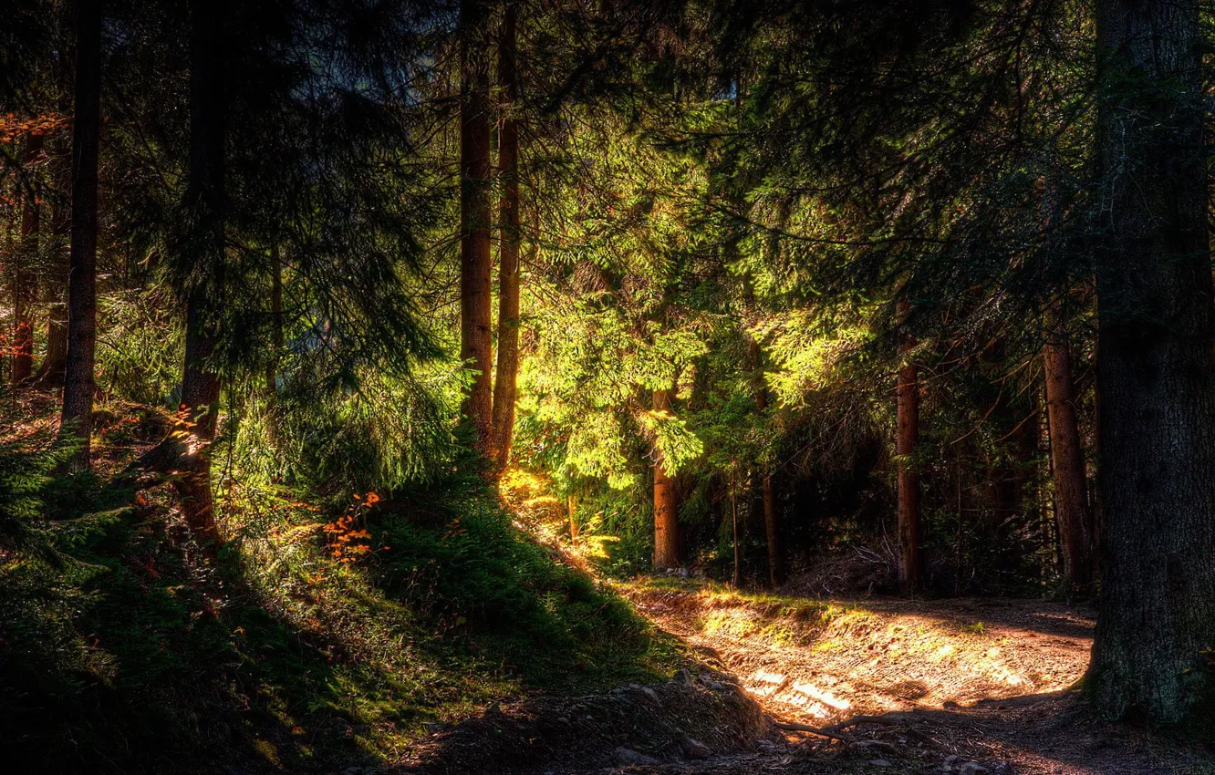 Photo wallpaper forest, light, trees