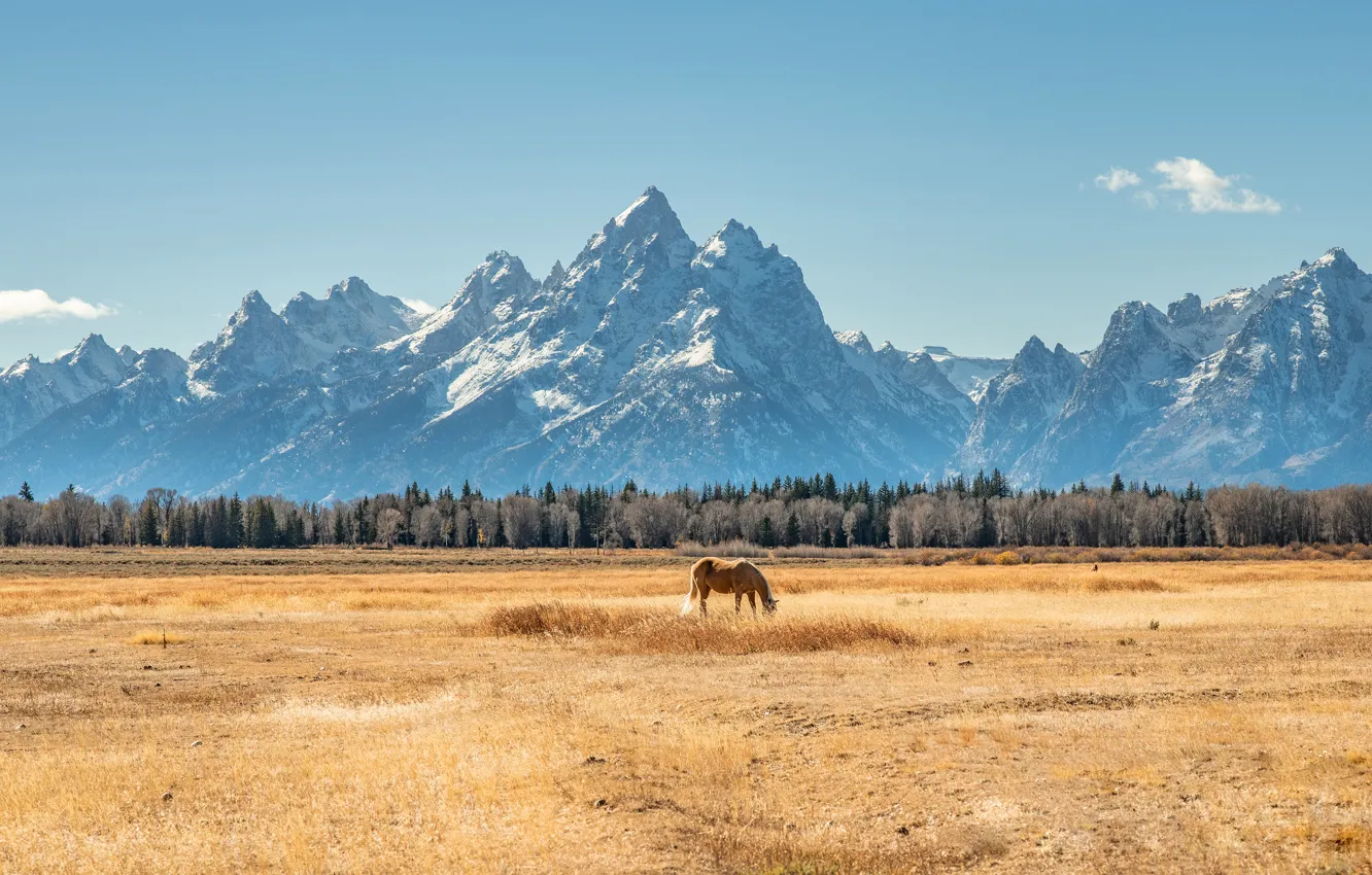 Photo wallpaper field, forest, the sky, mountains, horse, blue, horse, tops