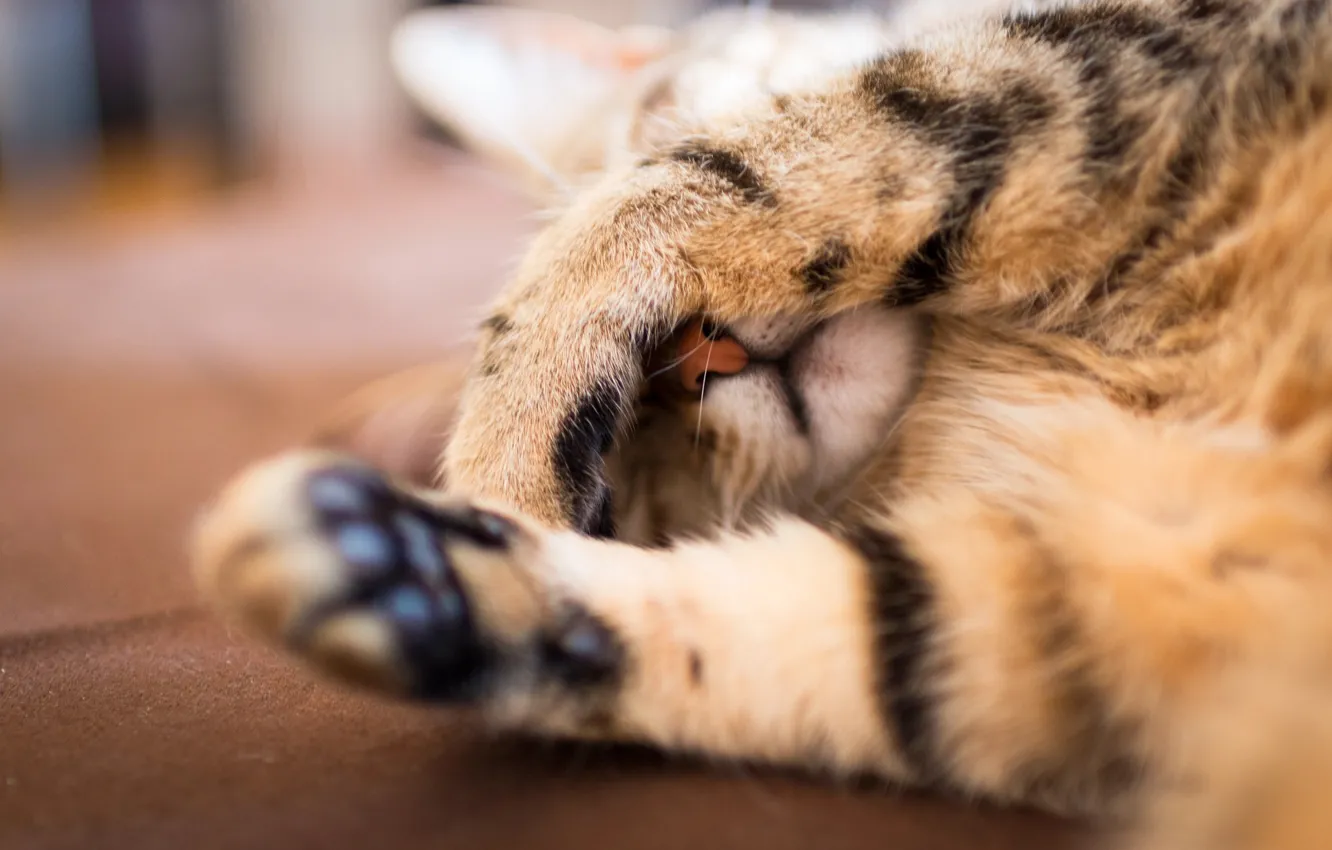 Photo wallpaper cat, cat, paw, focus, paws