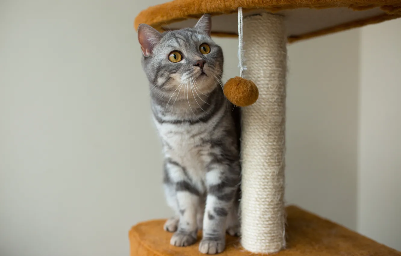 Photo wallpaper cat, cat, Scottish, scratching post