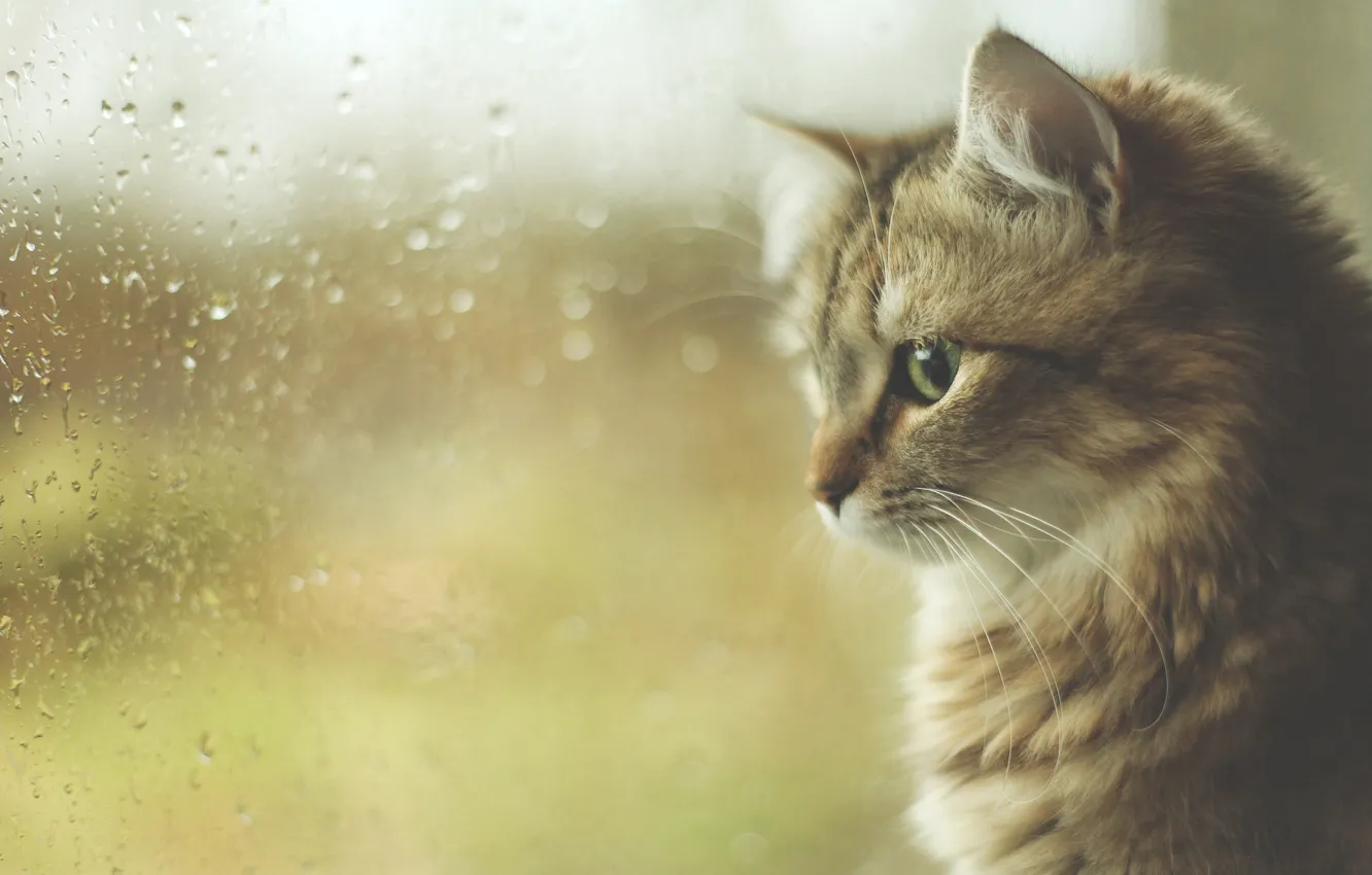 Photo wallpaper autumn, cat, drops, rain, window, kitty, Kote