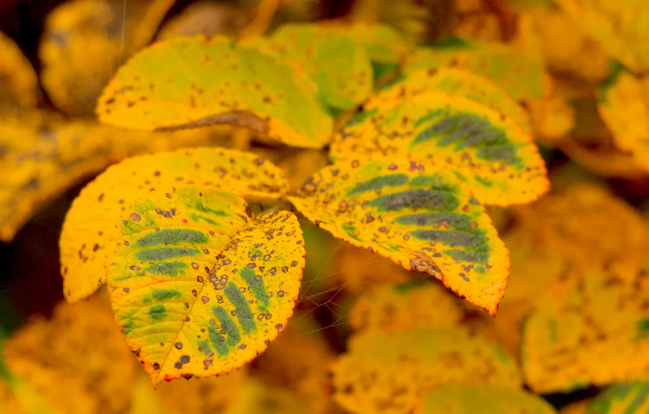 Photo wallpaper autumn, leafs, fall