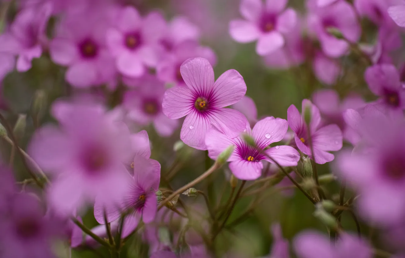 Photo wallpaper macro, flowers, pink, bokeh, geranium, Meadow geranium